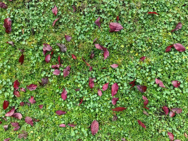 Arkaplan Dokular Için Renkli Sonbahar Yaprakları — Stok fotoğraf