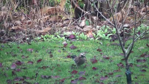 Una Jaybird Prato Cerca Cibo Nel Tardo Autunno — Video Stock