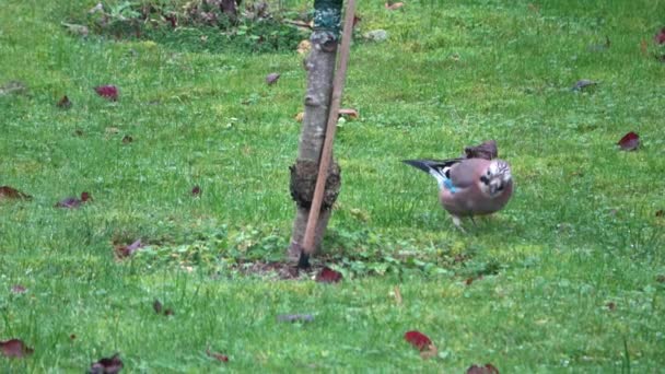 Een Jaybird Een Grasveld Zoek Naar Voedsel Late Herfst — Stockvideo