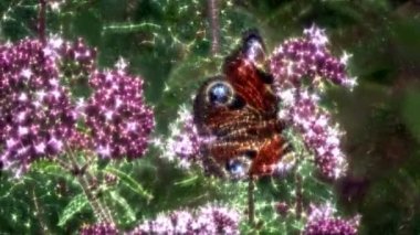 Kirlian parıltısı. Kızıl Amiral Kelebek. Vanessa atalanta kaldırım taşında oturuyor ve güneşleniyor..
