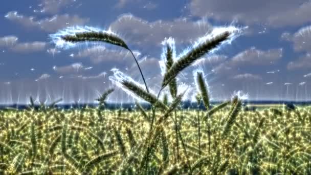 Кірліанський Вид Сільськогосподарські Культури Пшеничні Поля Готові Збору Врожаю — стокове відео