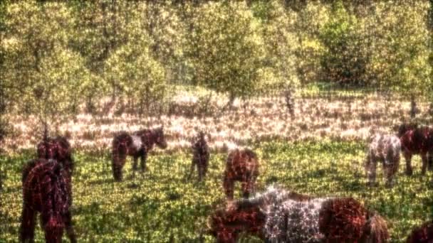 在一片绿色的草地上 草马闪烁着柯林的光芒 — 图库视频影像