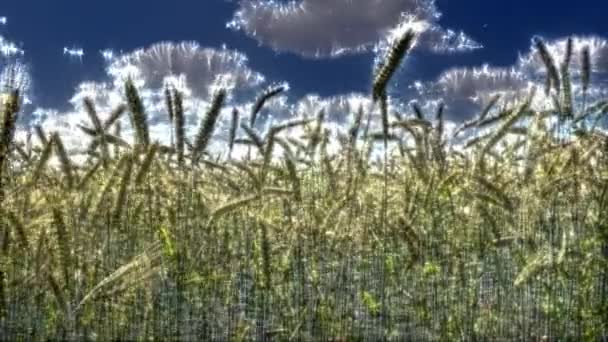 Кірліанський Вид Сільськогосподарські Культури Пшеничні Поля Готові Збору Врожаю — стокове відео