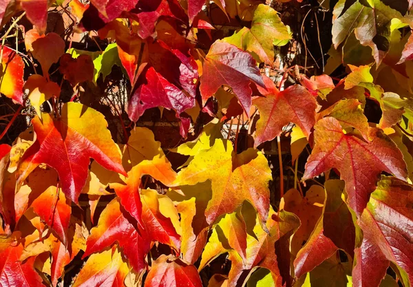 Folhas Outono Coloridas Para Fundos Texturas — Fotografia de Stock