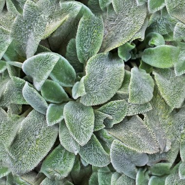 Organik bitki yapraklarının fotogerçekçi, pürüzsüz dokusu.