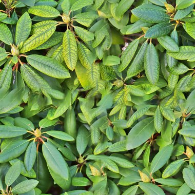 Organik bitki yapraklarının fotogerçekçi, pürüzsüz dokusu.