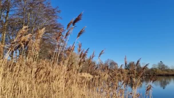 リード植物は風の中でゆっくりと動きます 澄んだ青空の下で湖で撮影された自然 — ストック動画