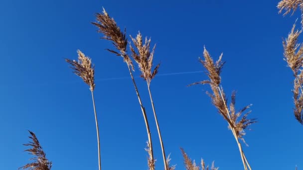Rietplanten Bewegen Langzaam Wind Natuur Geschoten Een Meer Onder Heldere — Stockvideo