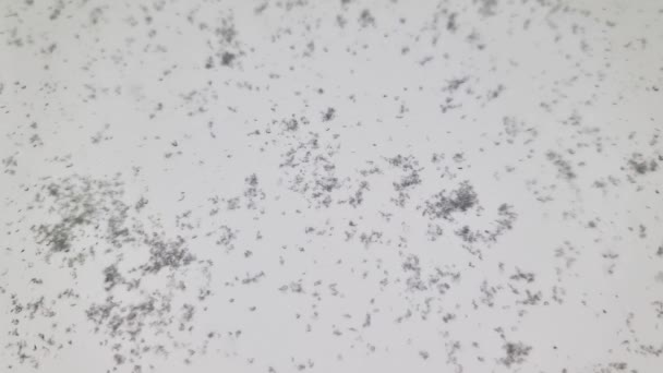 雪の結晶が窓の上に落ちて溶けていく — ストック動画