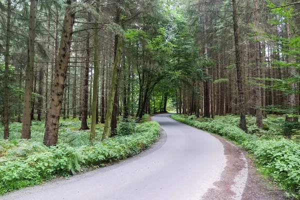 Prachtig Uitzicht Een Weggetje Een Dicht Groen Bos — Stockfoto