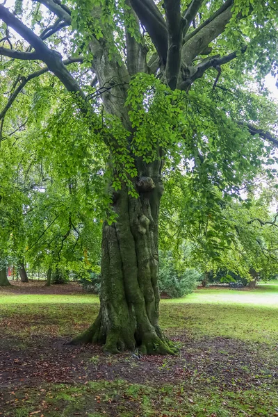 Árbol Retorcido Muy Viejo Con Muchas Raíces —  Fotos de Stock