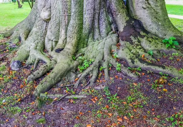 Árbol Retorcido Muy Viejo Con Muchas Raíces —  Fotos de Stock