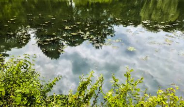 Su yüzeyinde kalın katman oluşturan cebirin arkaplan dokusu deseni.