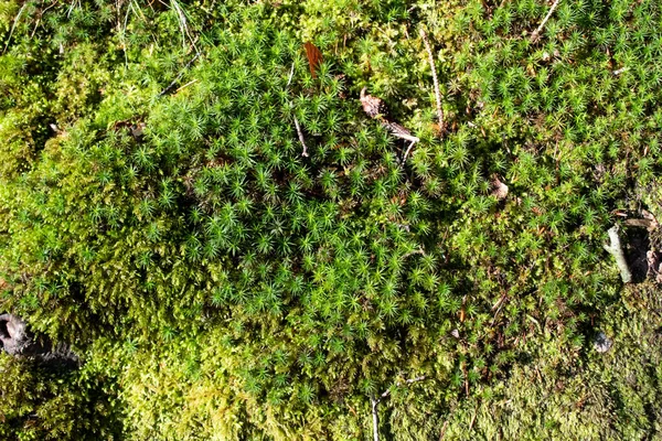 유럽의 숲에서 수있는 이끼와 가지들로 이루어진 질감을 가까이 — 스톡 사진