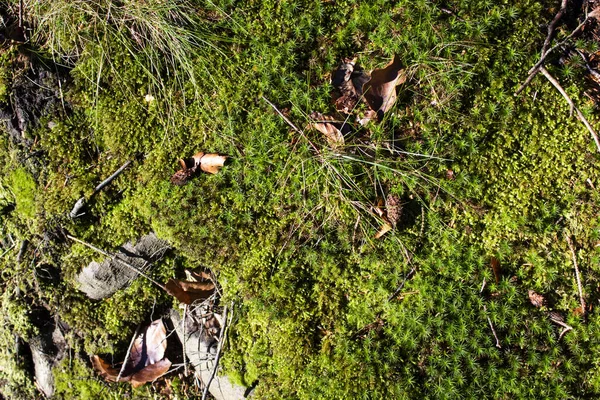 ヨーロッパの森の中にある苔と枝で森の地面のテクスチャを詳しく見る — ストック写真