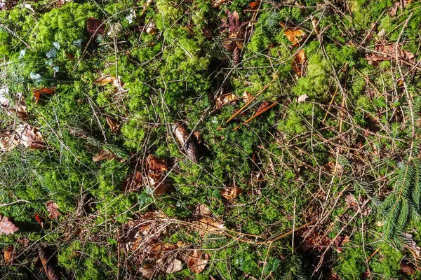 Detaillierte Nahaufnahme Einer Waldbodenstruktur Mit Moos Und Ästen Aus Einem — Stockfoto