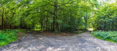 Yoğun yeşil bir ormana güzel bir manzara. Parlak güneş ışığı, derin gölgeler bırakıyor..