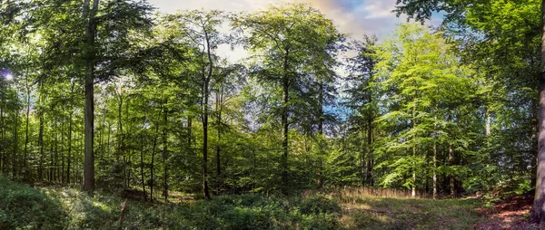 Hermosa Vista Denso Bosque Verde Con Luz Solar Brillante Que — Foto de Stock