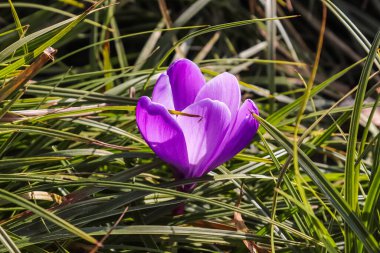 Yeşil çimenler arasında tek bir mor krukus çiçeği. Çiçeklerin açtığı sihirli bahar çiçeklerine bakın.. 