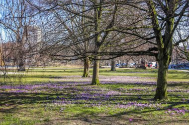 Dışarıda bir sürü mor bitki yetişiyor. Çiçeklerin açtığı sihirli bahar çiçeklerine bakın.. 