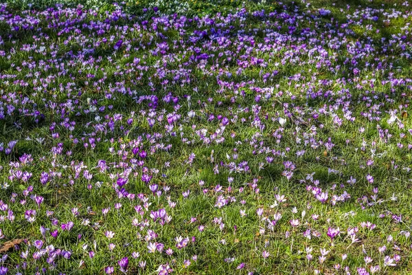 Dużo Purpurowego Krokusa Rośnie Zewnątrz Widok Magiczne Kwitnące Wiosenne Kwiaty — Zdjęcie stockowe