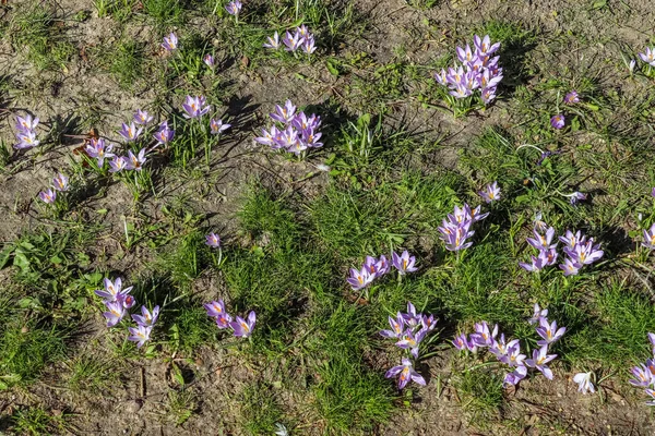 Beaucoup Crocus Violet Poussant Extérieur Vue Floraison Magique Fleurs Printemps — Photo