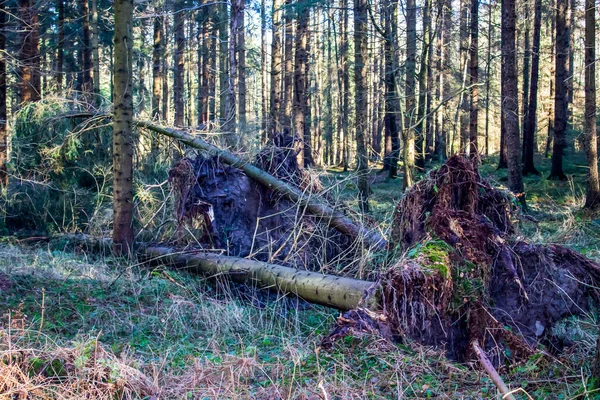 Bomen Ontworteld Door Storm Een Bos — Stockfoto