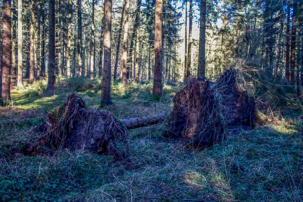 Drzewa Wykorzenione Przez Burzę Lesie — Zdjęcie stockowe