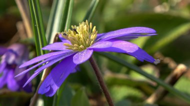 Mor şakayık çiçekleri rüzgarda yavaşça hareket eder.