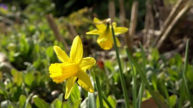 Paskalya 'da sarı nergis çiçeği ve yumuşak bir odak arkaplanı.