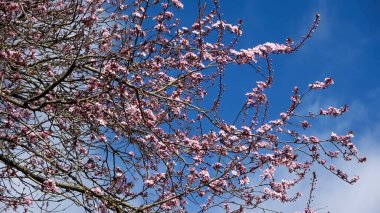Güzel kiraz ve erik ağaçları rengarenk çiçeklerle bahar zamanı çiçek açarlar..