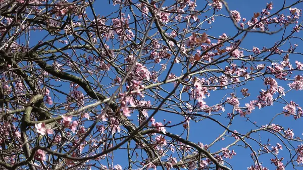 Beaux Cerisiers Pruniers Fleurs Printemps Avec Des Fleurs Colorées — Photo