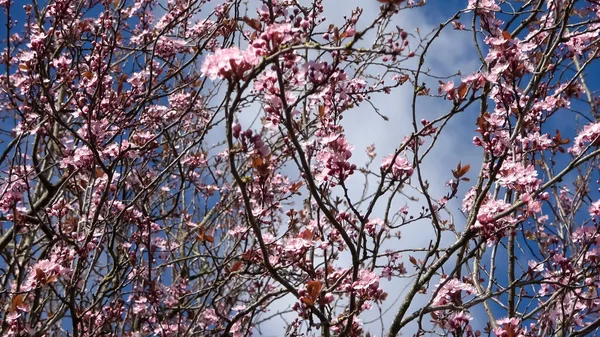 Bellissimi Ciliegi Prugne Fiore Durante Primavera Con Fiori Colorati — Foto Stock