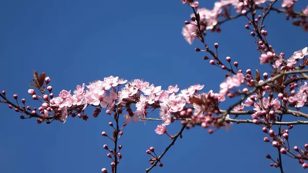 Hermosos Cerezos Ciruelos Flor Durante Primavera Con Flores Colores —  Fotos de Stock