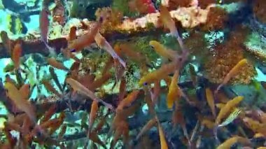 Renkli bir resifte birçok balıkla dalarken sualtı çekimleri.