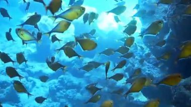 Renkli bir resifte birçok balıkla dalarken sualtı çekimleri.