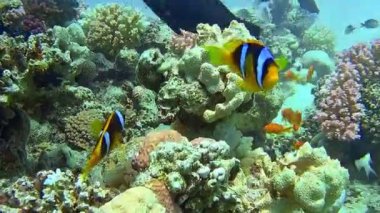 Renkli bir resifte birçok balıkla dalarken sualtı çekimleri.