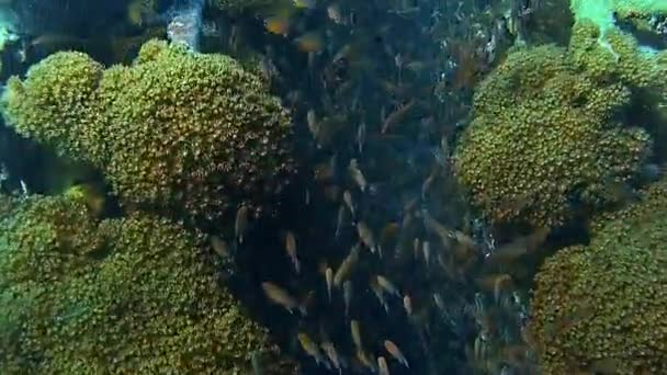 Υποβρύχια Πλάνα Ενώ Καταδύσεις Ένα Πολύχρωμο Ύφαλο Πολλά Ψάρια — Αρχείο Βίντεο