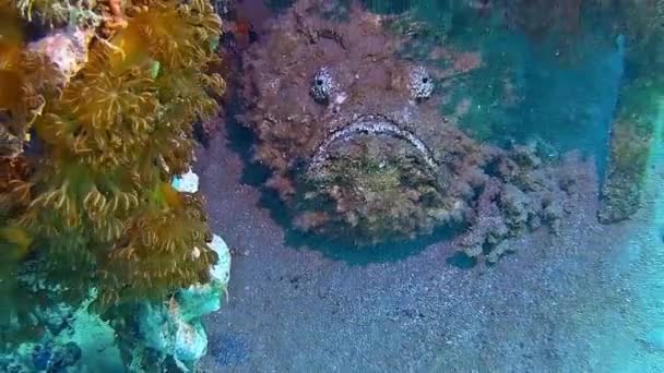 Подводные Выстрелы Время Погружения Красочный Риф Большим Количеством Рыб — стоковое видео