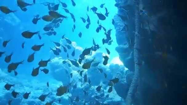 Underwater Shots While Diving Colourful Reef Many Fishes — Stock Video