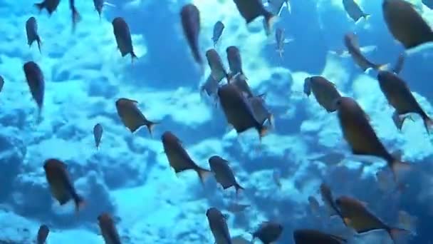 Podwodne Strzały Podczas Nurkowania Kolorowej Rafie Wieloma Rybami — Wideo stockowe