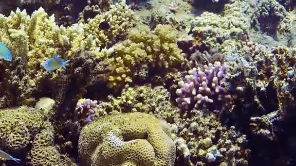 潜水时与许多鱼一起在五彩斑斓的礁石上潜水 — 图库视频影像