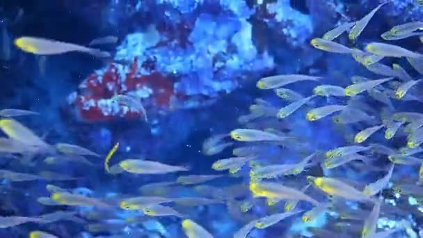 Υποβρύχια Πλάνα Ενώ Καταδύσεις Ένα Πολύχρωμο Ύφαλο Πολλά Ψάρια — Αρχείο Βίντεο