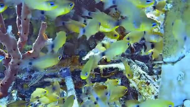 Fotos Subaquáticas Enquanto Mergulhava Recife Colorido Com Muitos Peixes — Vídeo de Stock