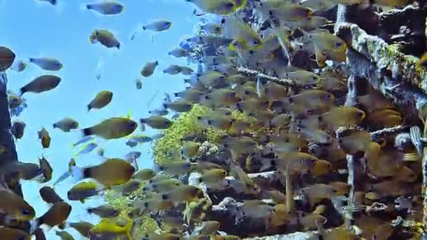 多くの魚とカラフルなサンゴ礁でダイビングしながら水中ショット — ストック動画