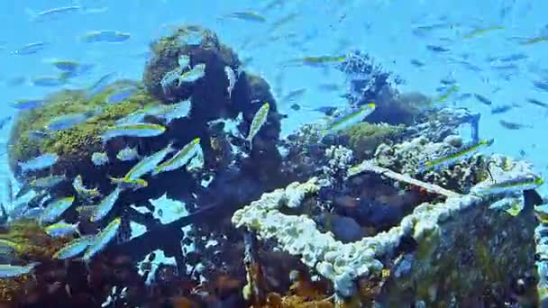 Onderwater Shots Tijdens Het Duiken Een Kleurrijk Rif Met Veel — Stockvideo