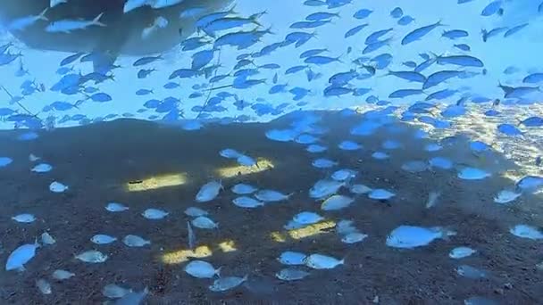 多くの魚とカラフルなサンゴ礁でダイビングしながら水中ショット — ストック動画