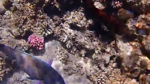Inyecciones Bajo Agua Mientras Bucea Colorido Arrecife Con Muchos Peces — Vídeo de stock