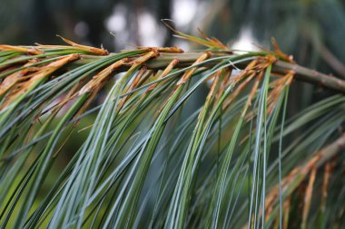 Bir sürü iğneyle yeşil köknar dalını kapatın.