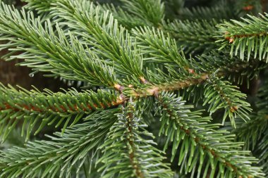 Bir sürü iğneyle yeşil köknar dalını kapatın.